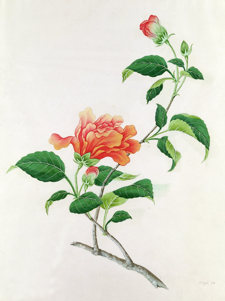 Ibisco da Georg Dionysius Ehret