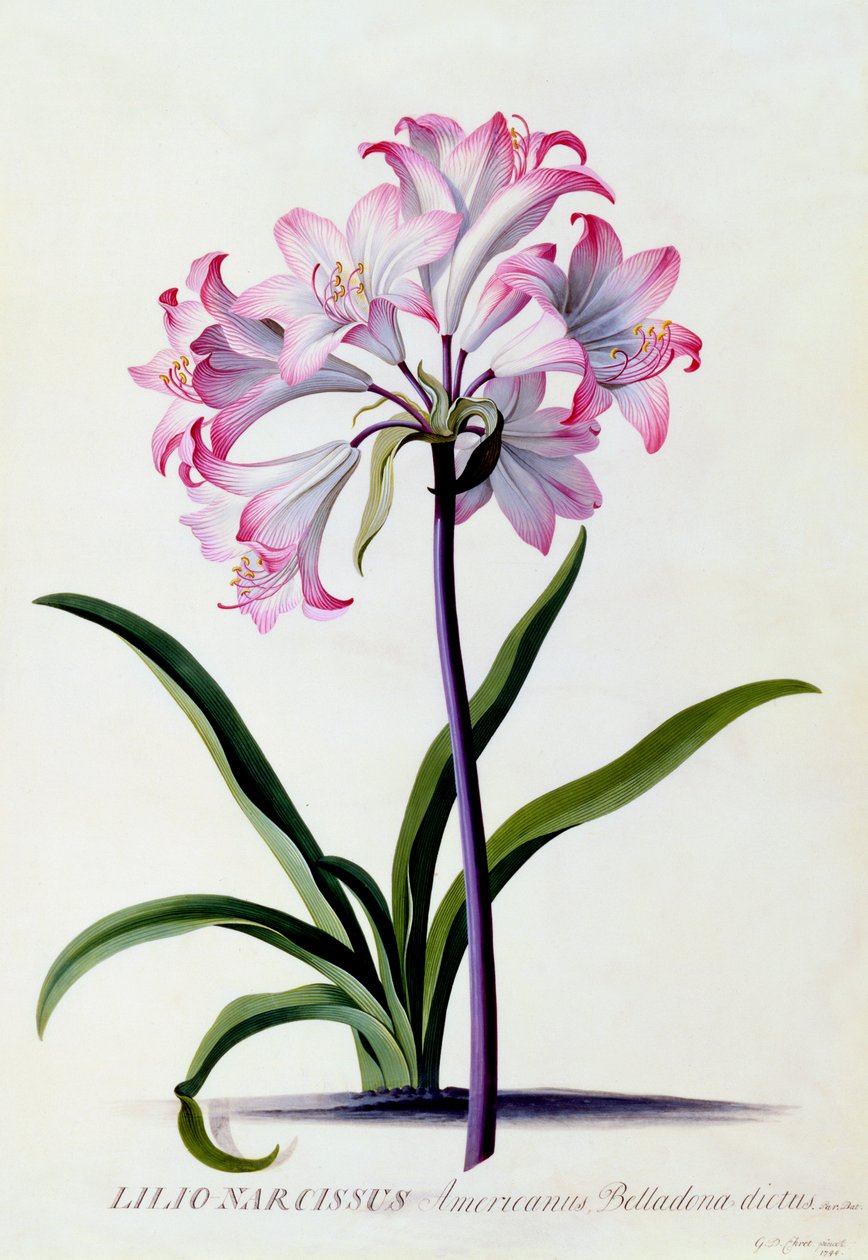 Lilio Narciso da "Georg Dionysius Ehret