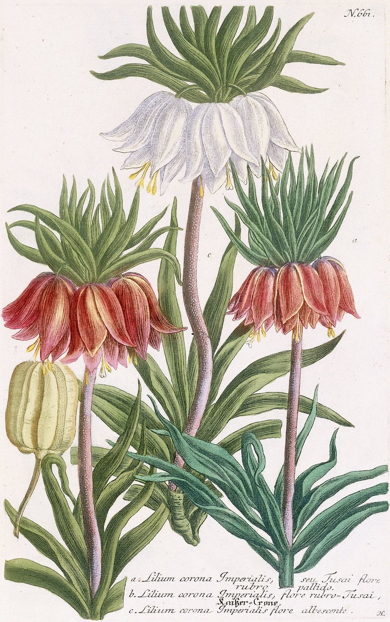 Lilium corona Imperialis da Georg Dionysius Ehret