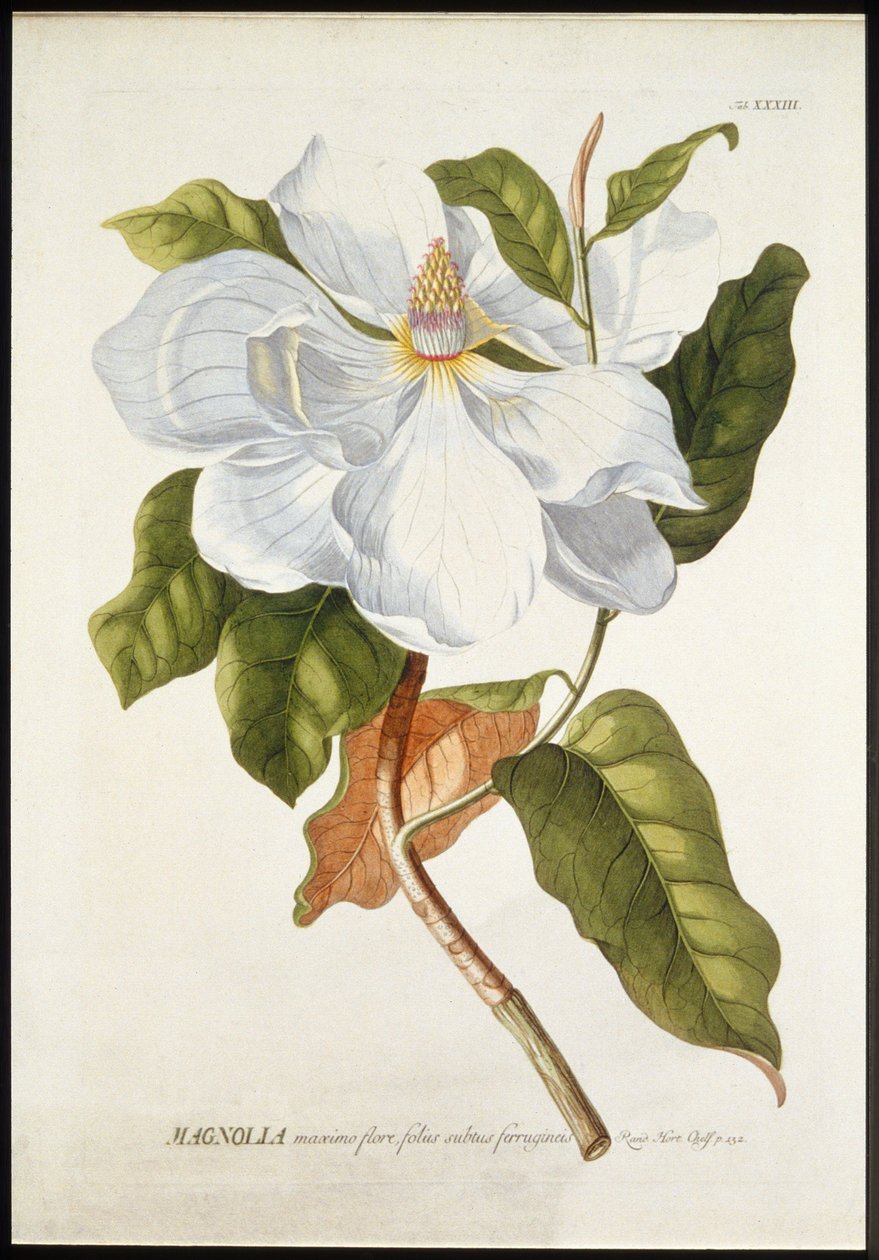 Magnolia Maxime Flore, c. 1740-1770 da Georg Dionysius Ehret