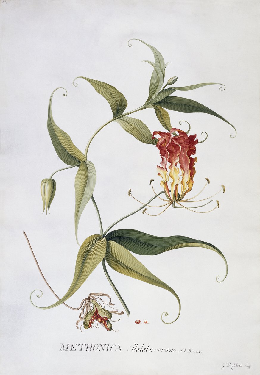 Methonica da Georg Dionysius Ehret