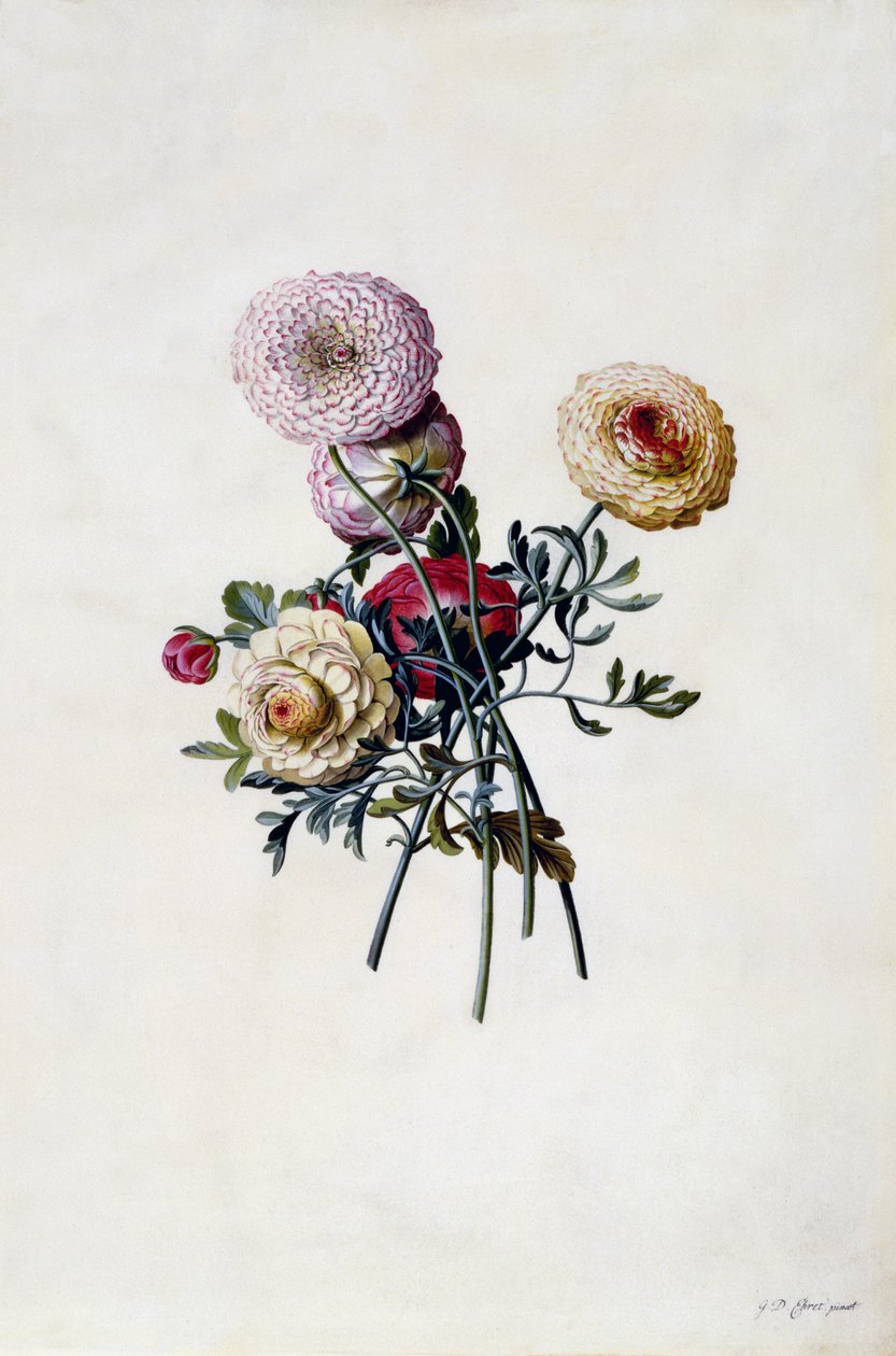 Ranuncoli misti, c.1743 da Georg Dionysius Ehret