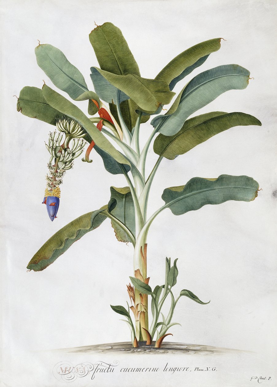 Musa da Georg Dionysius Ehret