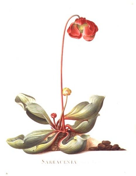 Sarracenia purpurea (Pianta carnivora) 1764 da Georg Dionysius Ehret