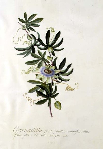 Fiore della Passione da Georg Dionysius Ehret