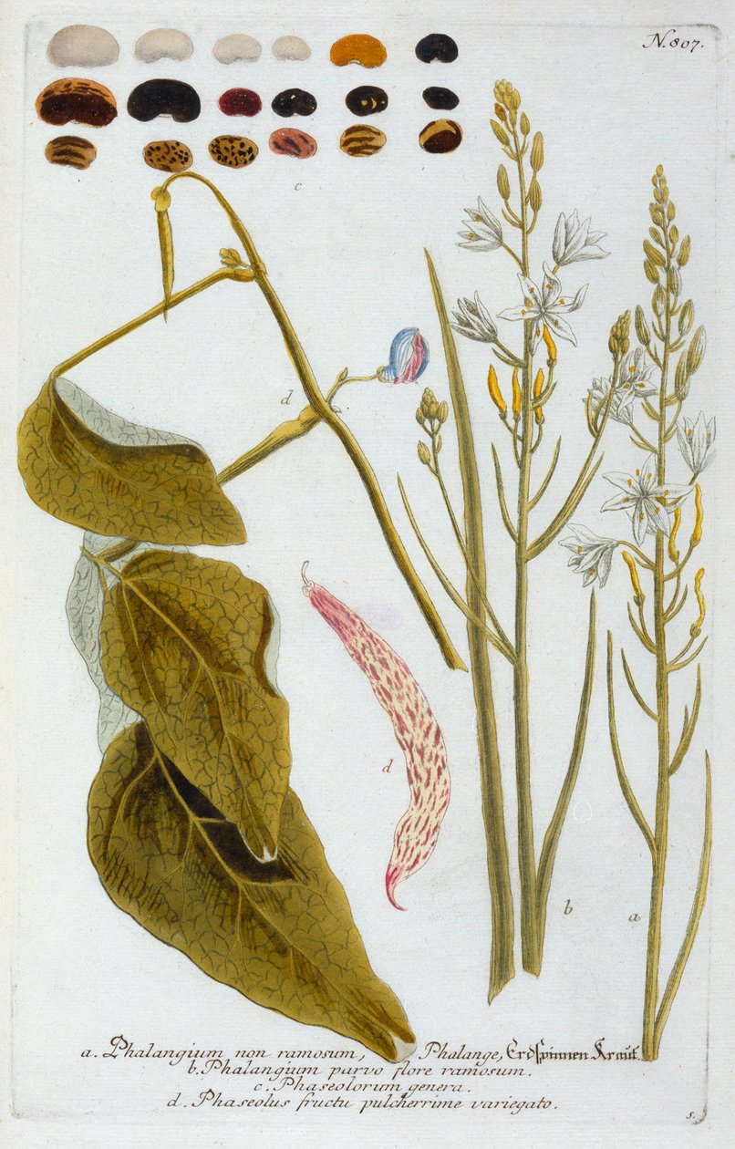 Phalangium, 1737 da "Georg Dionysius Ehret