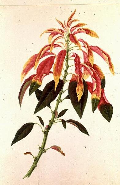 Pieris da Georg Dionysius Ehret