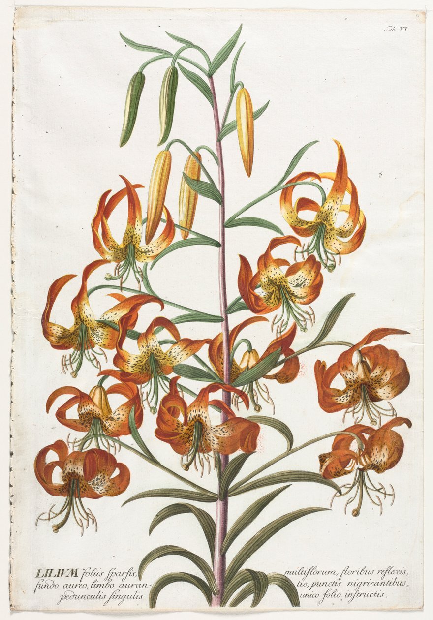 Plantae Selectae: No. 11 - Giglio da Georg Dionysius Ehret