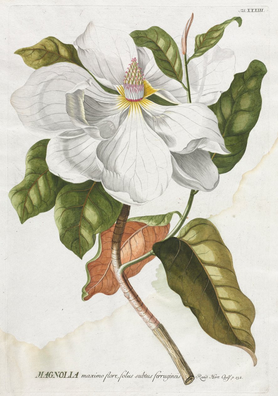 Plantae Selectae: No. 33 - Magnolia da Georg Dionysius Ehret
