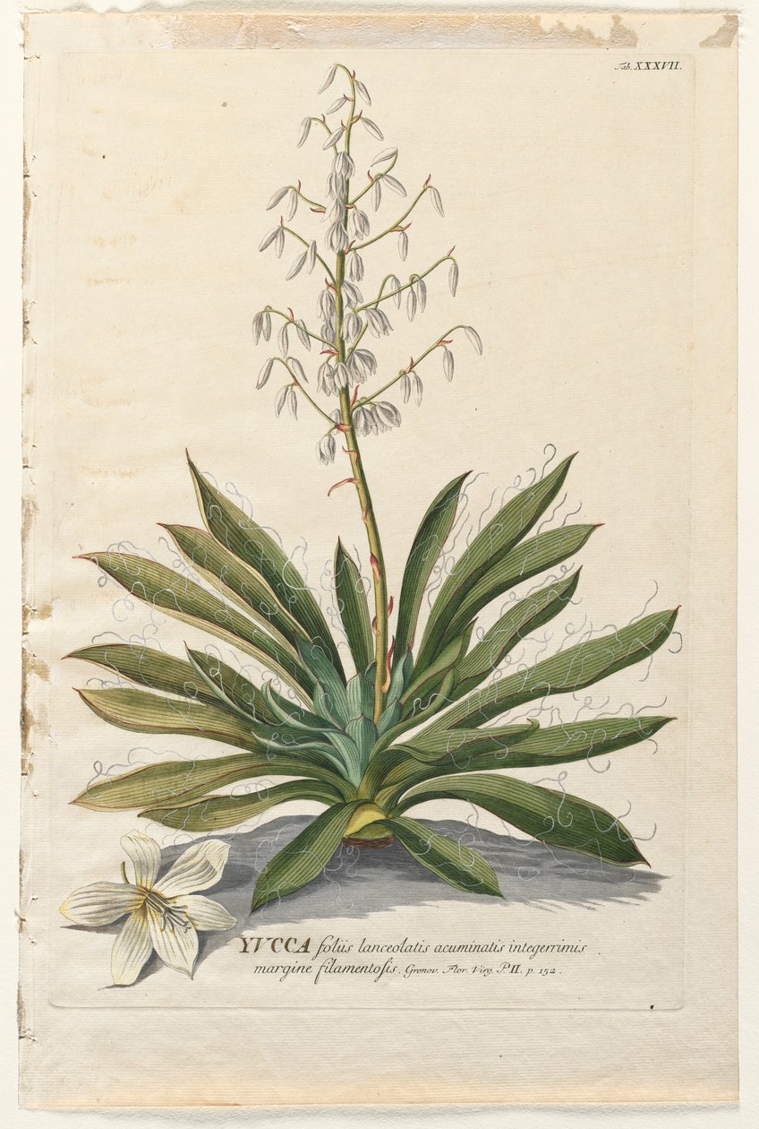 Plantae Selectae: No. 37 - Yucca da Georg Dionysius Ehret