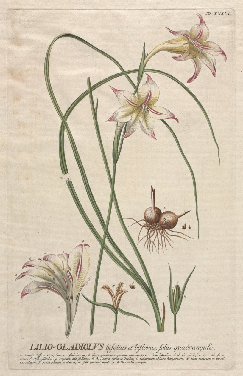 Plantae Selectae: No. 39 - Lilio-Gladiolus da Georg Dionysius Ehret