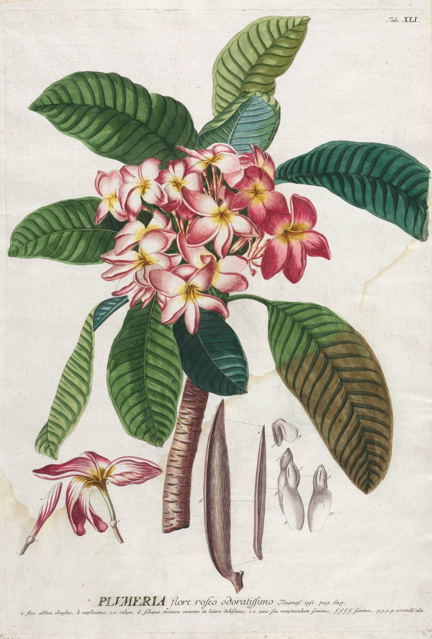 Plantae Selectae: No. 41 da Georg Dionysius Ehret