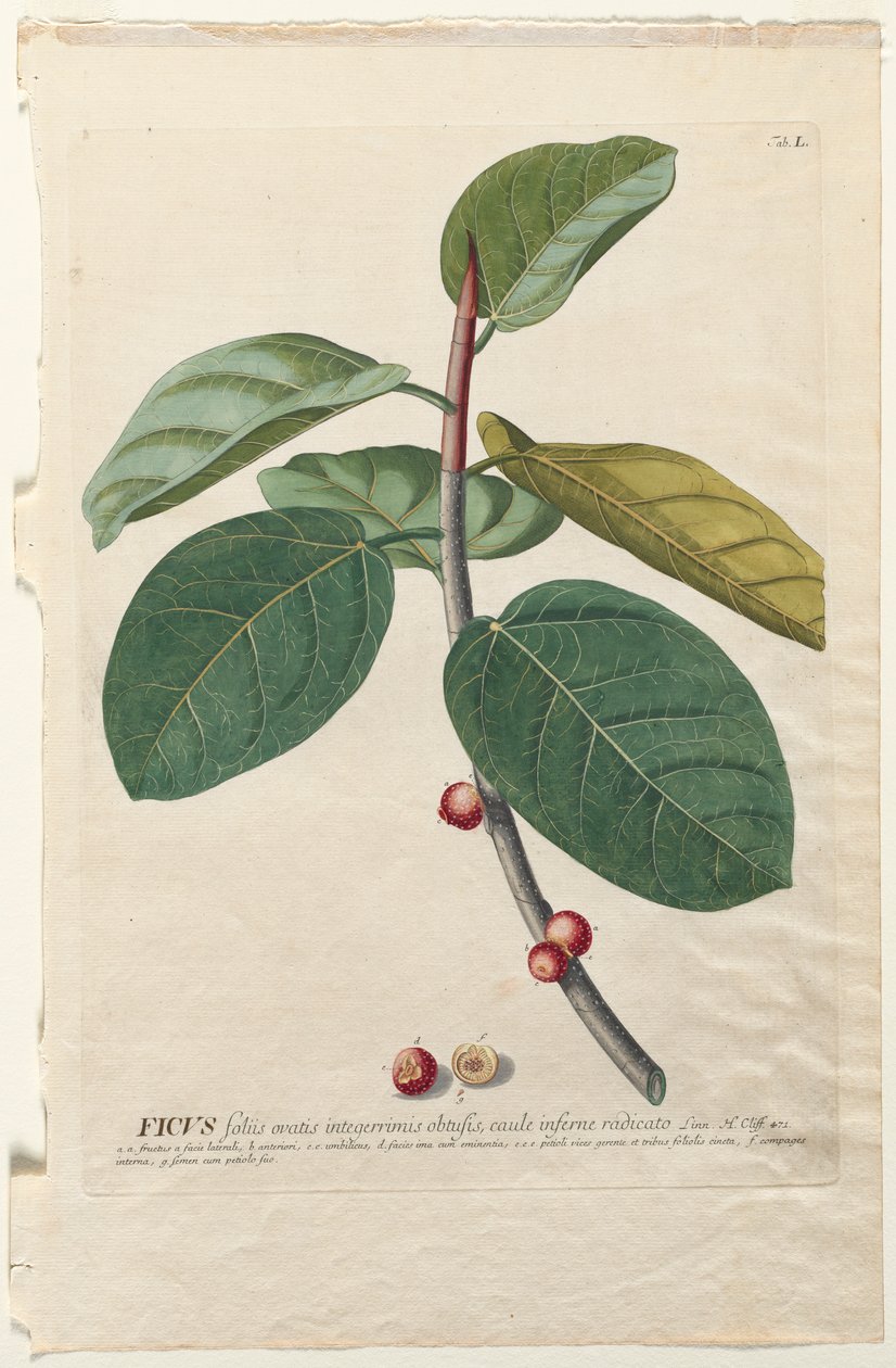 Plantae Selectae: No. 50 - Ficus da Georg Dionysius Ehret