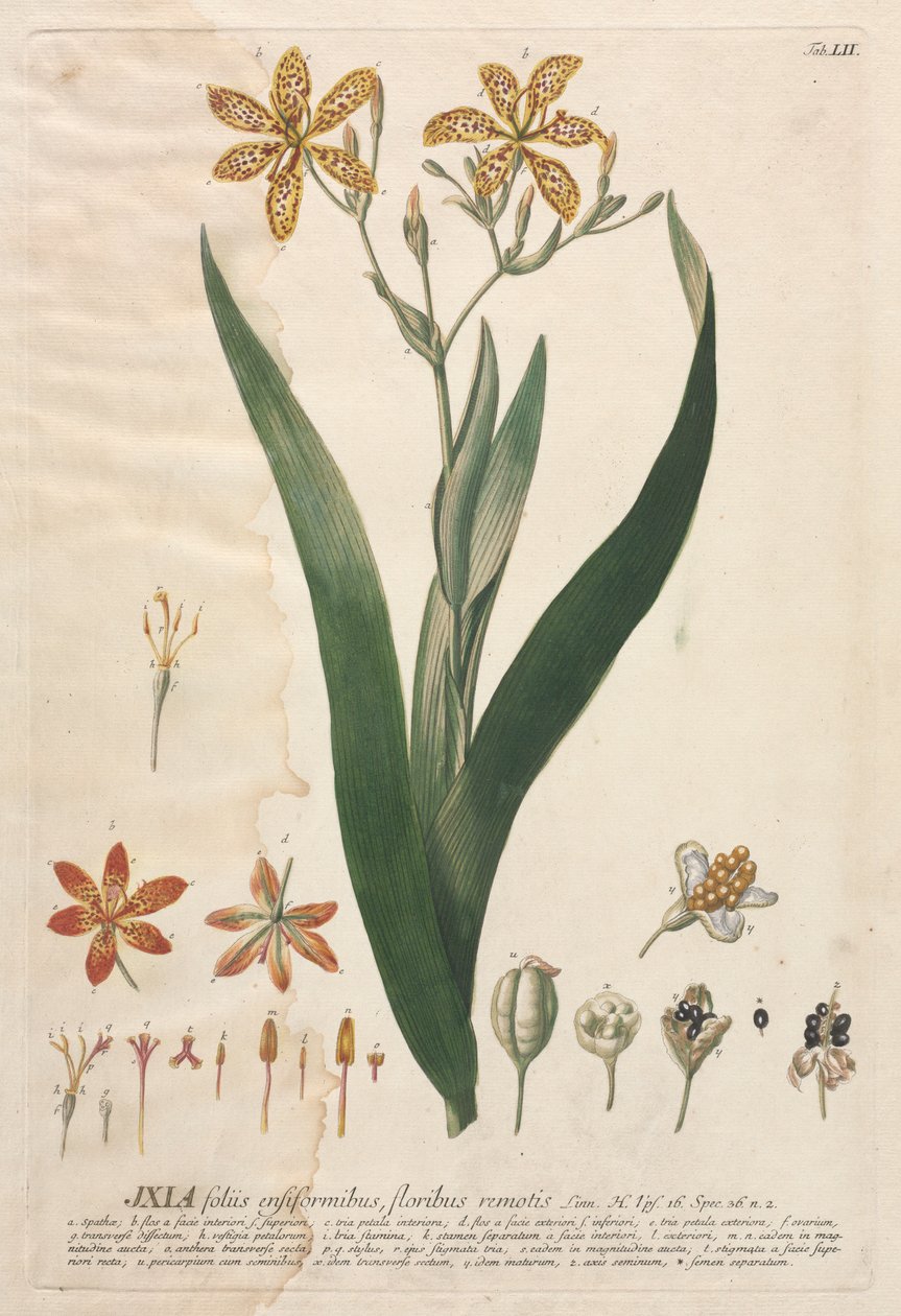 Plantae Selectae: No. 52 - Ixia da Georg Dionysius Ehret