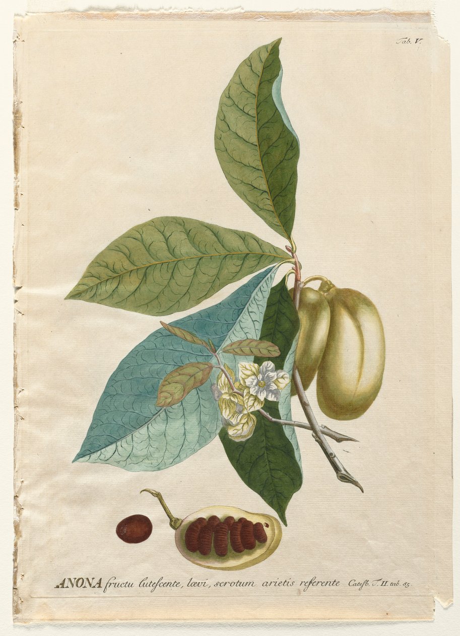 Plantae Selectae: No. 5 - Anona da Georg Dionysius Ehret