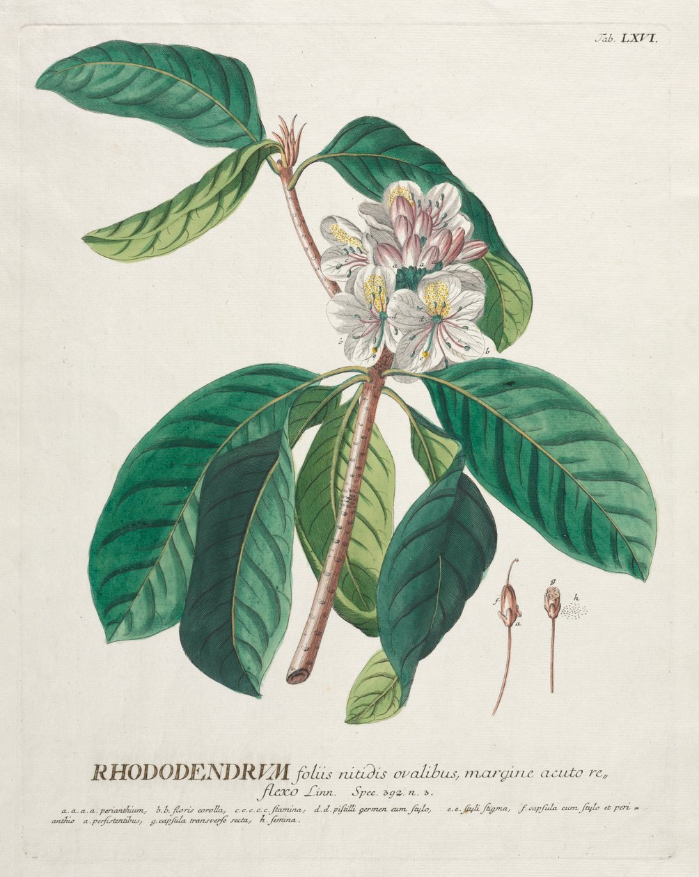 Plantae Selectae: No. 66 - Rododendro da Georg Dionysius Ehret