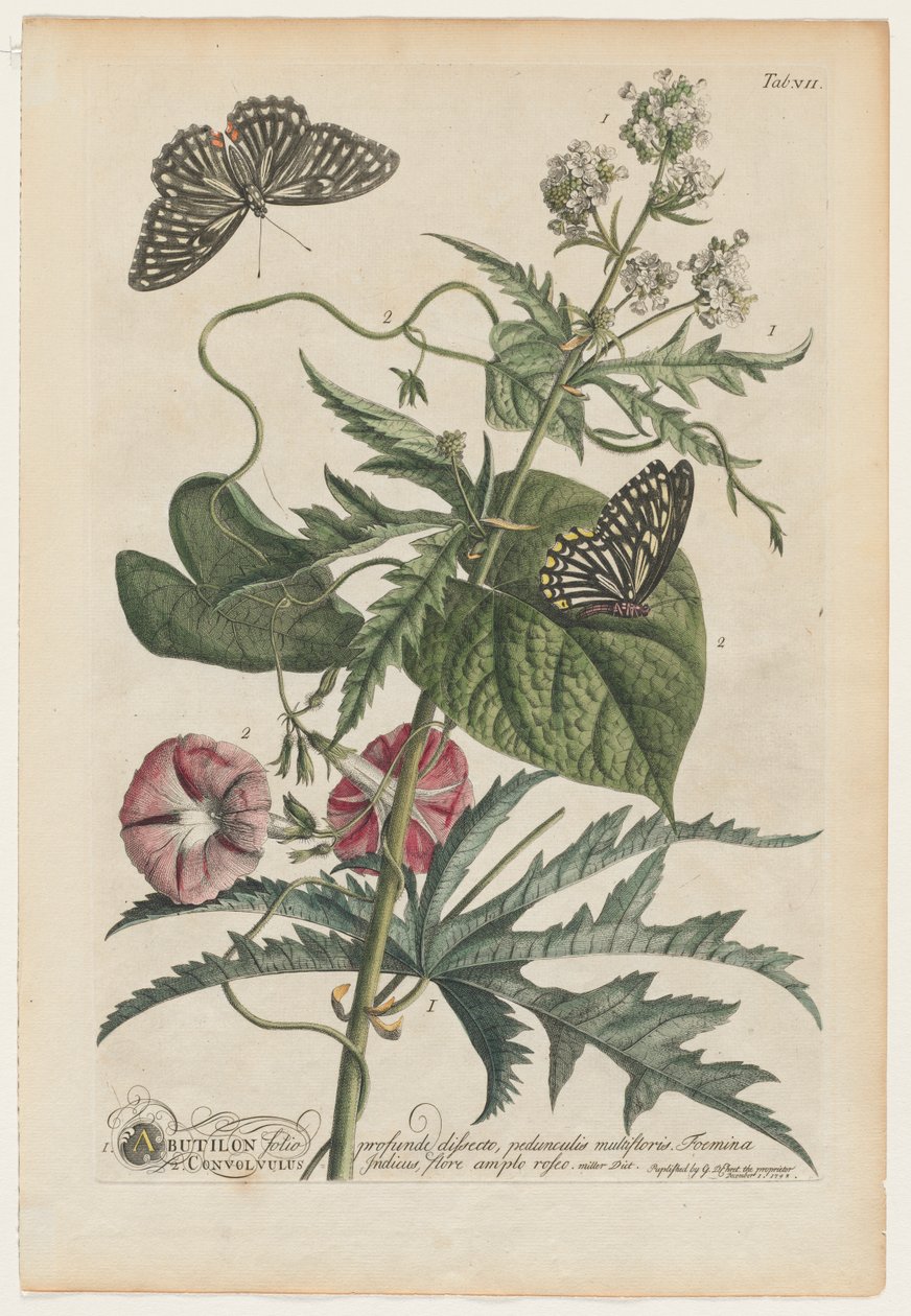 Plantae et papiliones rariores: No. 7 da Georg Dionysius Ehret