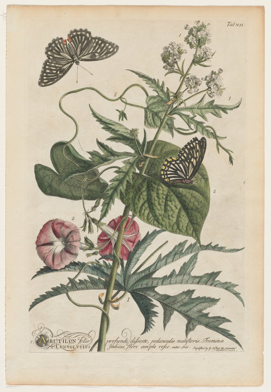 Plantae et papiliones rariores: No. 7, 1748 da Georg Dionysius Ehret