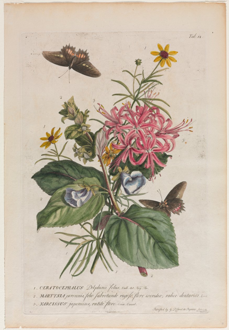 Plantae et papiliones rariores: No. 9 da Georg Dionysius Ehret