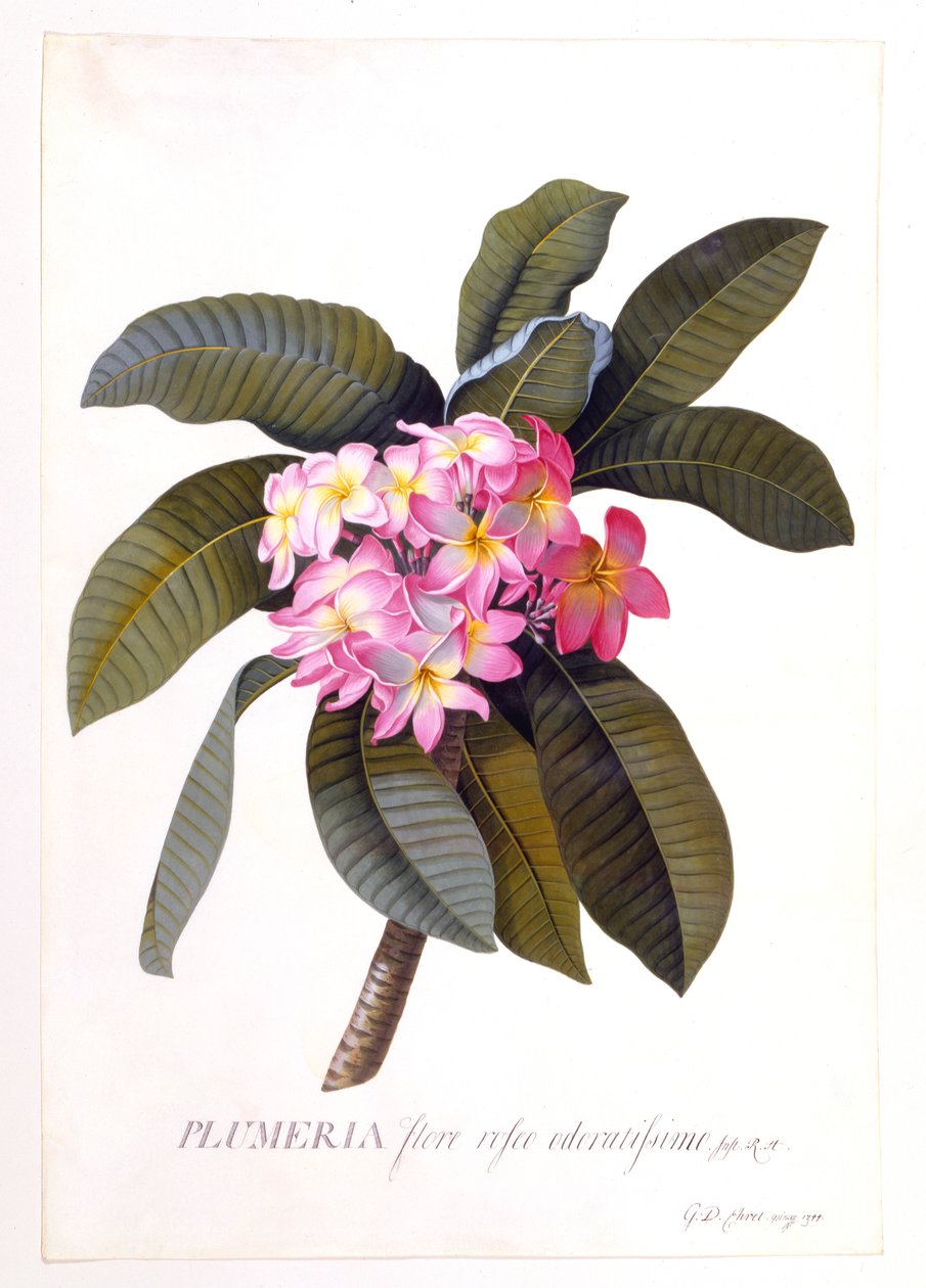 Plumeria, c 1744 incisione colorata a mano da "Georg Dionysius Ehret