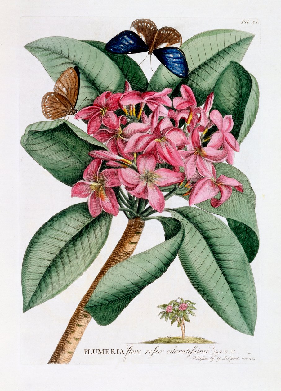 Plumeria, c. 1749 incisione colorata a mano da "Georg Dionysius Ehret