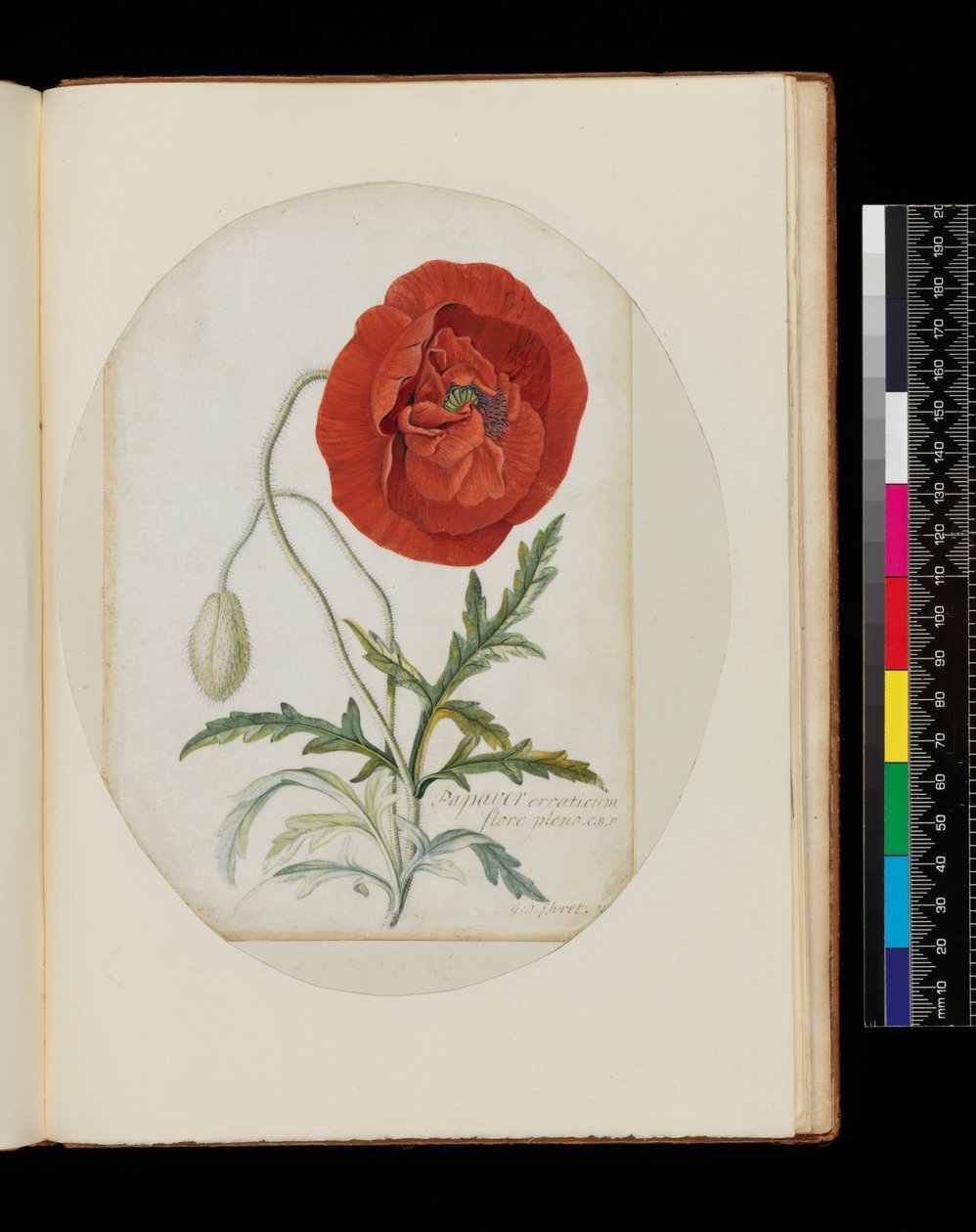 Papavero (Papaver erraticum), 1772 da Georg Dionysius Ehret