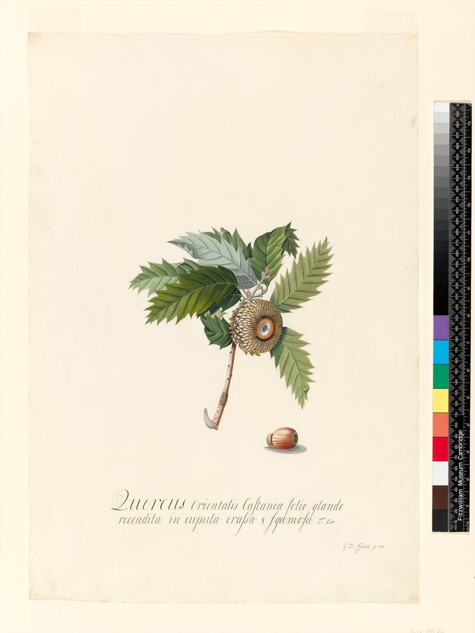 Quercus Orientalis, 1742 da Georg Dionysius Ehret