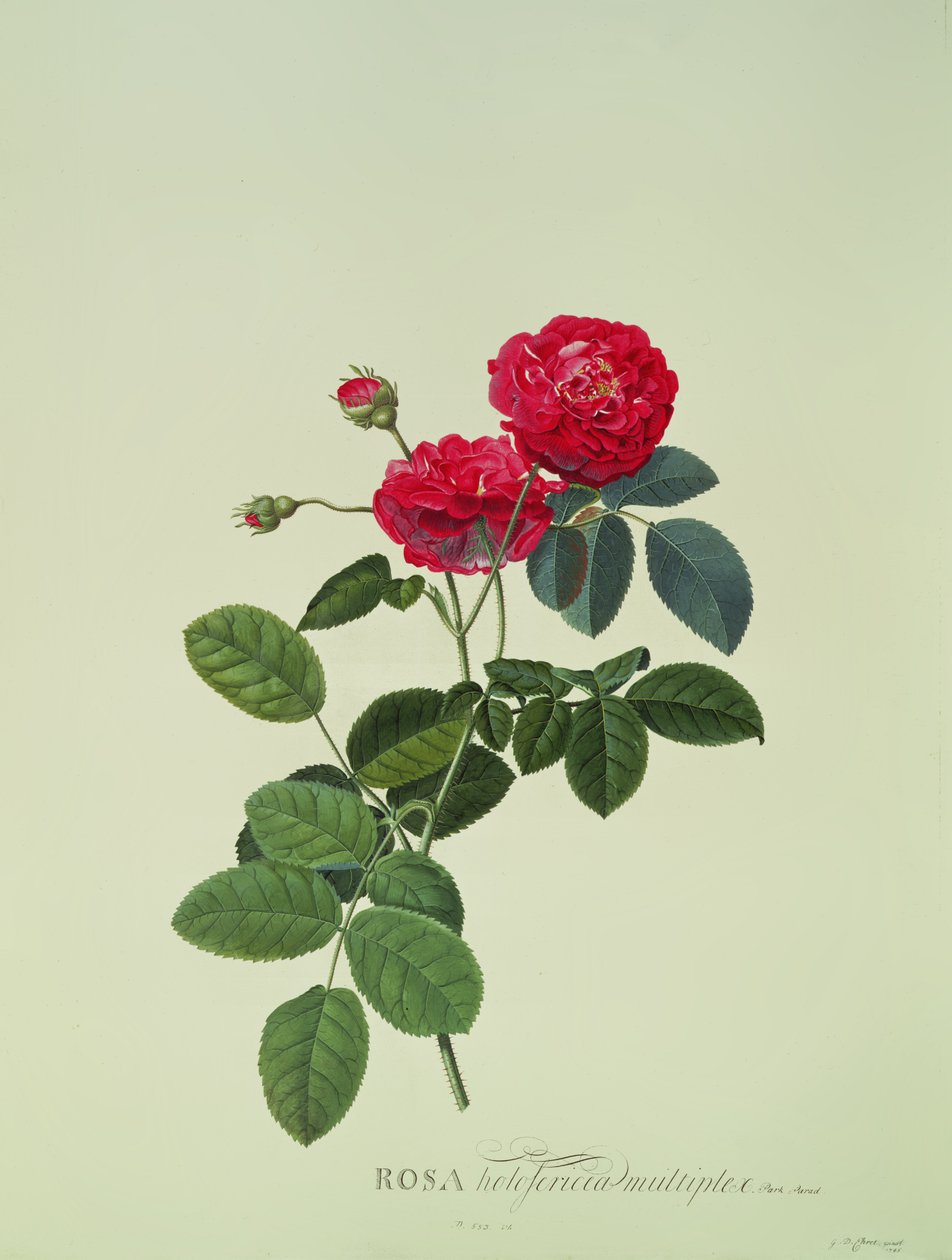 Rosa: Holoferica multiplex (Park Parade) da Georg Dionysius Ehret