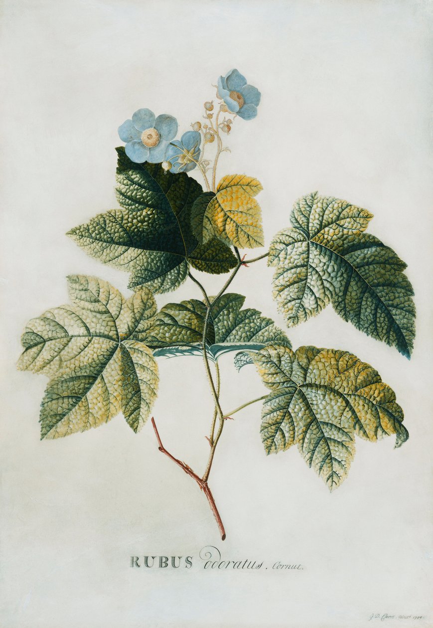 Rubus, 1744 da Georg Dionysius Ehret