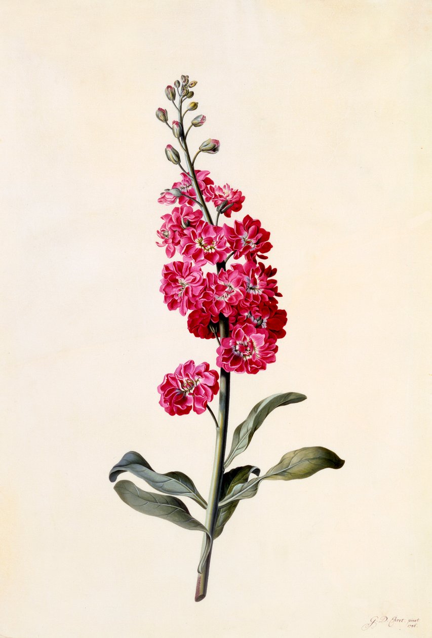 Stock Matthiola Incana, ca. 1746 incisione colorata a mano da "Georg Dionysius Ehret