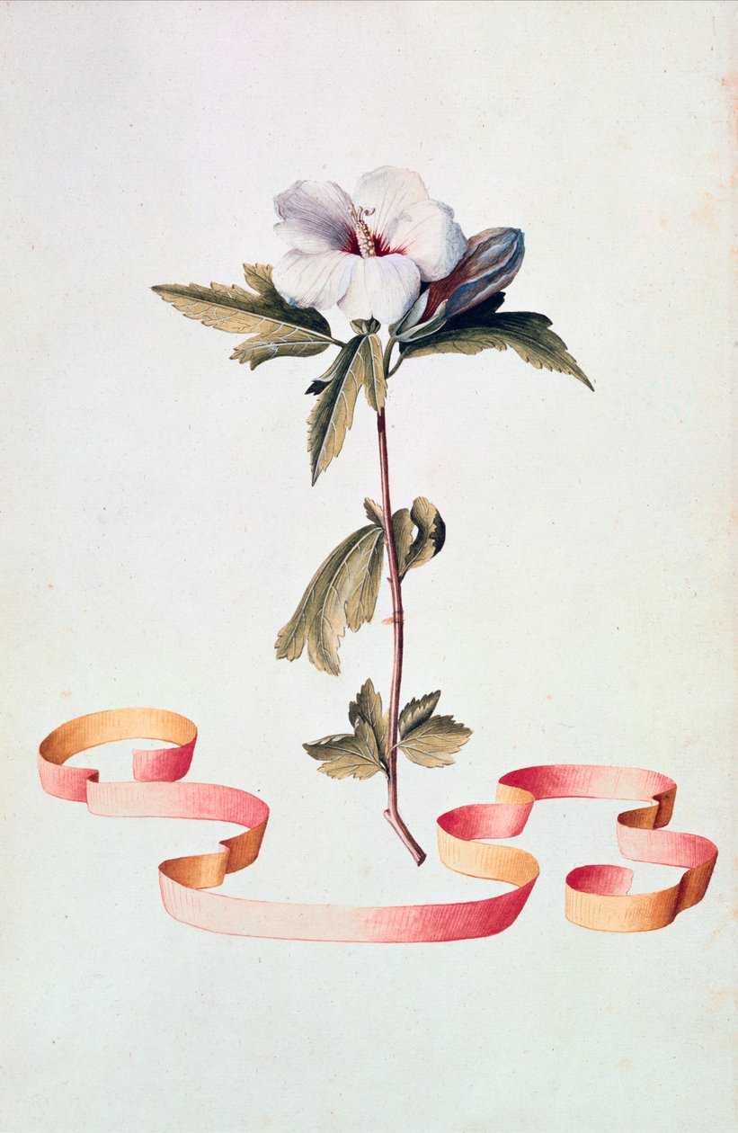 Ibisco bianco da Georg Dionysius Ehret