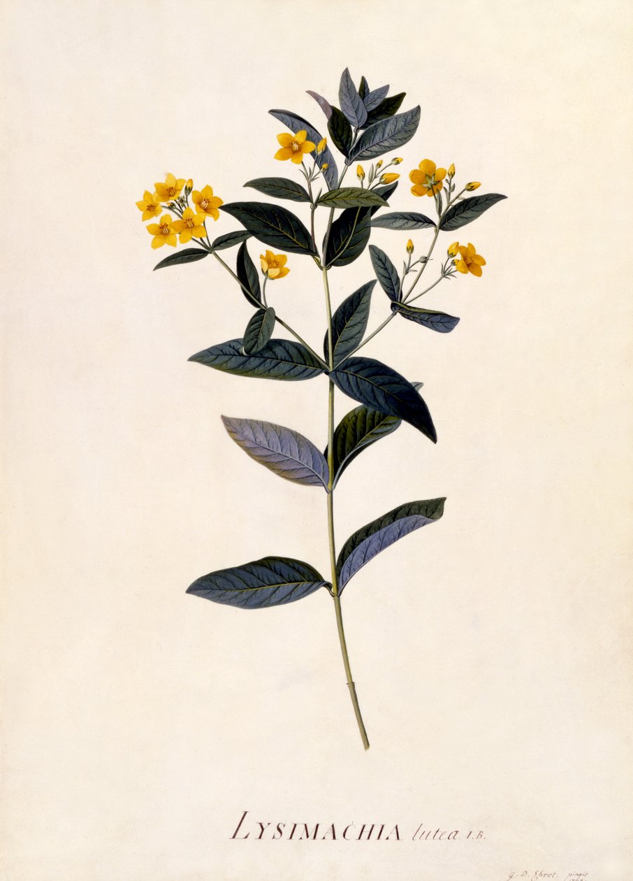 Lysimachia vulgaris, c.1760 da Georg Dionysius Ehret