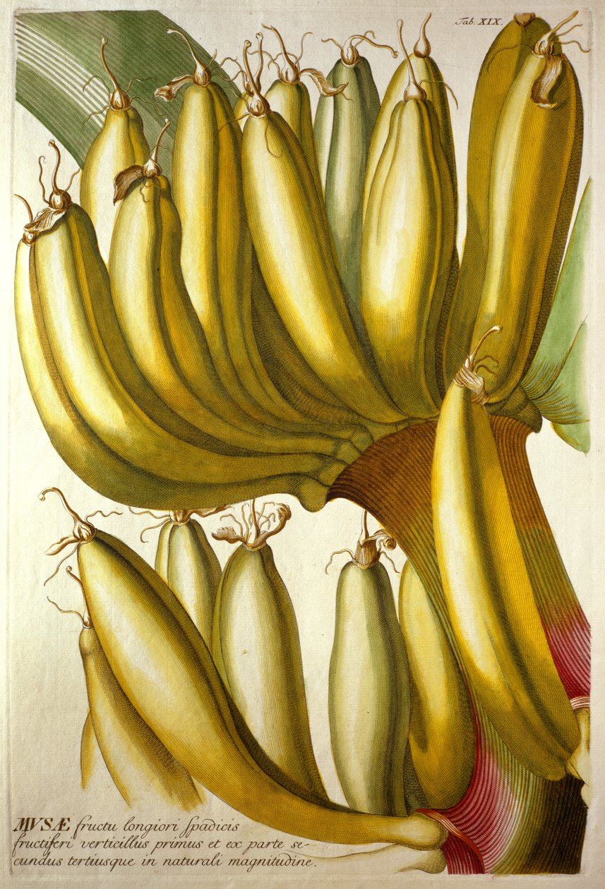 Giovani banane, da "Plantae Selectae" di C. J. Trew da Georg Dionysius Ehret