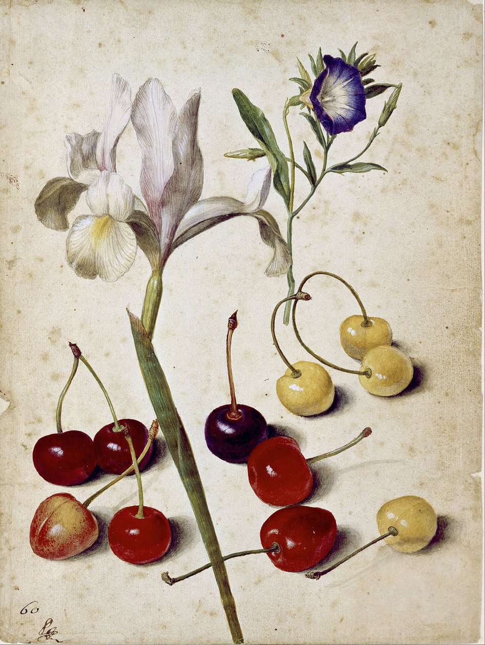 Iris, gloria mattutina e ciliegie da Georg Flegel