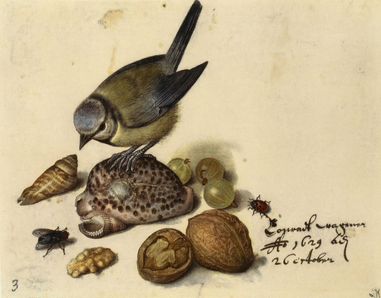 Natura morta con cincia, conchiglie, frutti e insetti da Georg Flegel