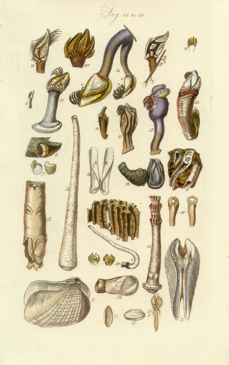 Manuale Conchologico Tavola 2. Cirripedi e altre conchiglie da George B. Sowerby