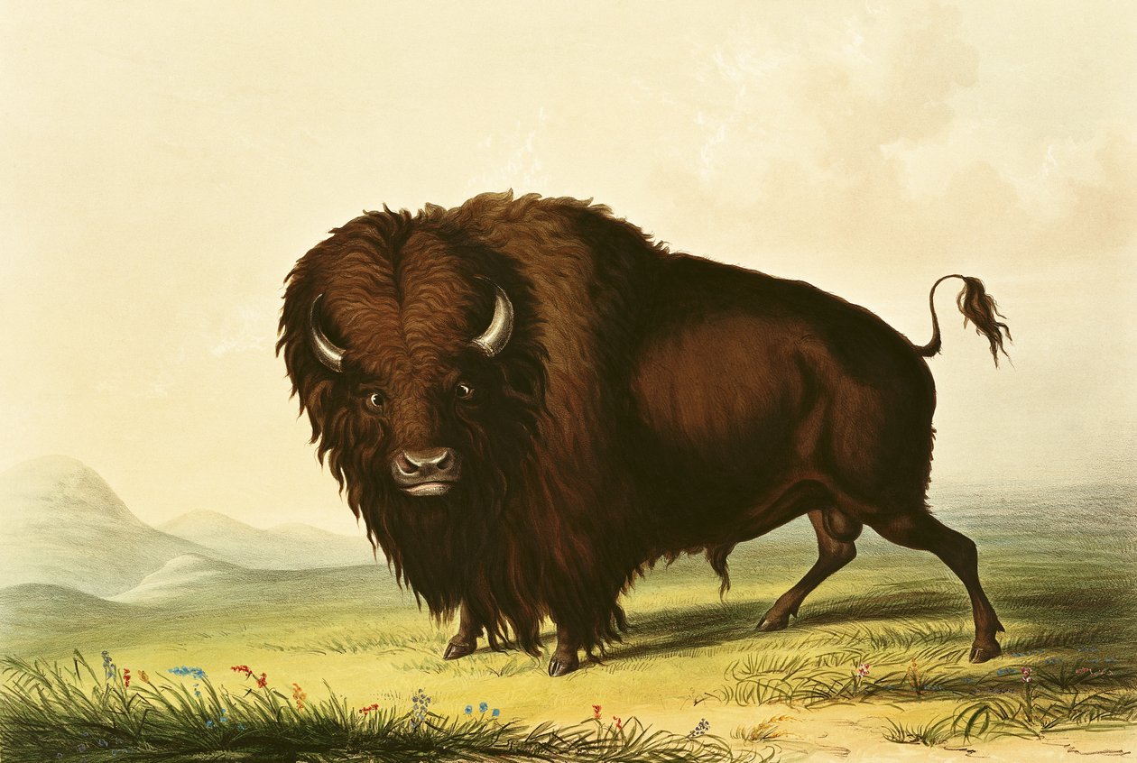 Un bisonte, c.1832 da George Catlin
