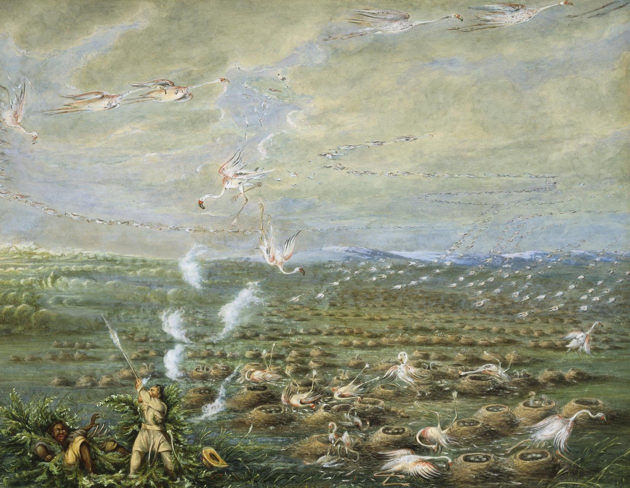 Caccia al fenicottero in Sud America da George Catlin