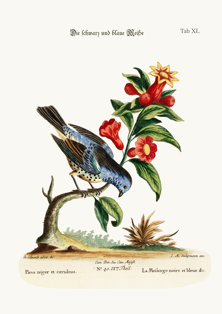 La cincia nera e blu, 1749-73 da George Edwards