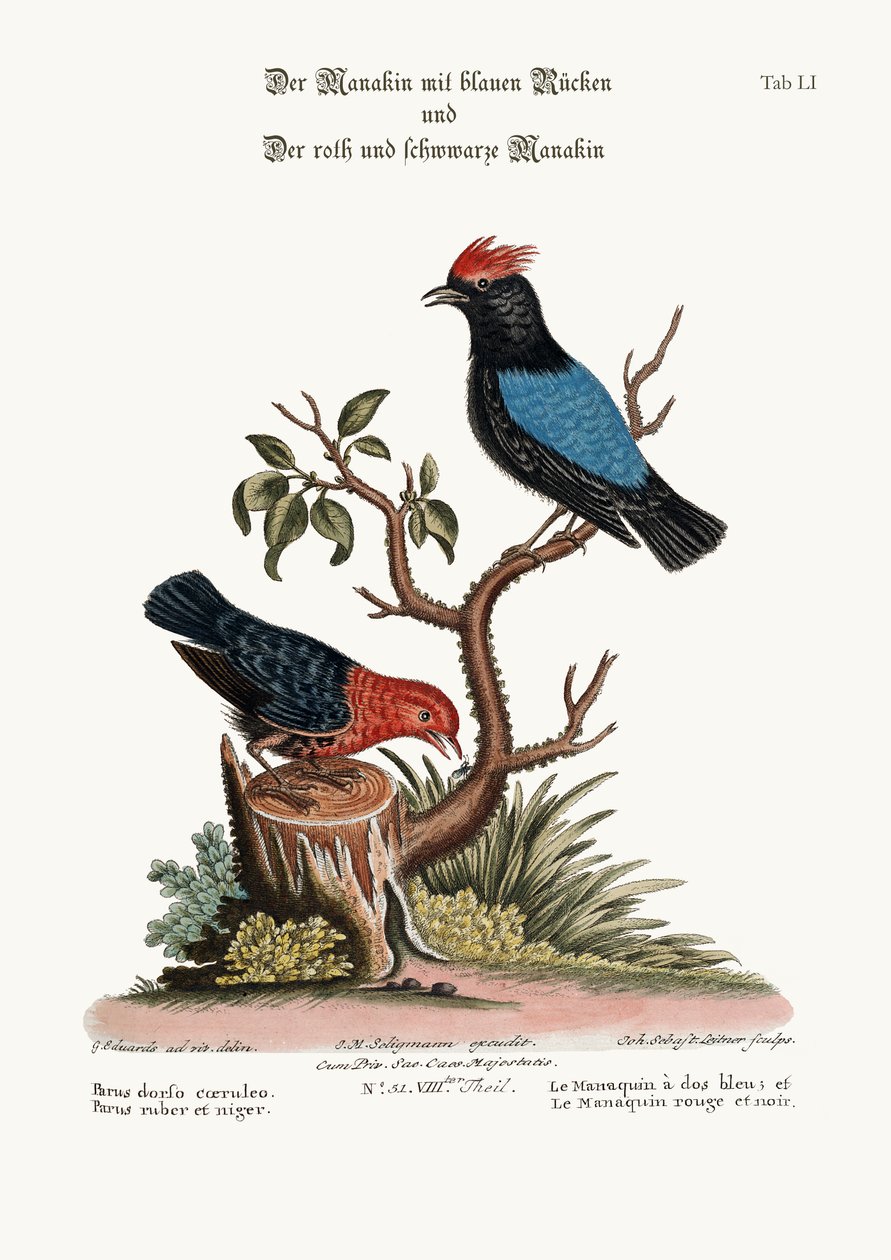 Il Manachino dal dorso blu e il Manachino rosso e nero, 1749-73 da George Edwards