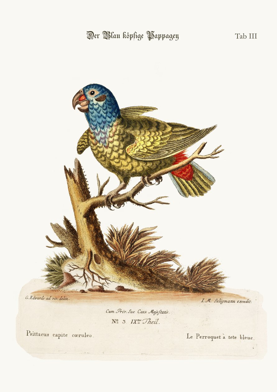 Il pappagallo dalla testa blu, 1749-73 da George Edwards