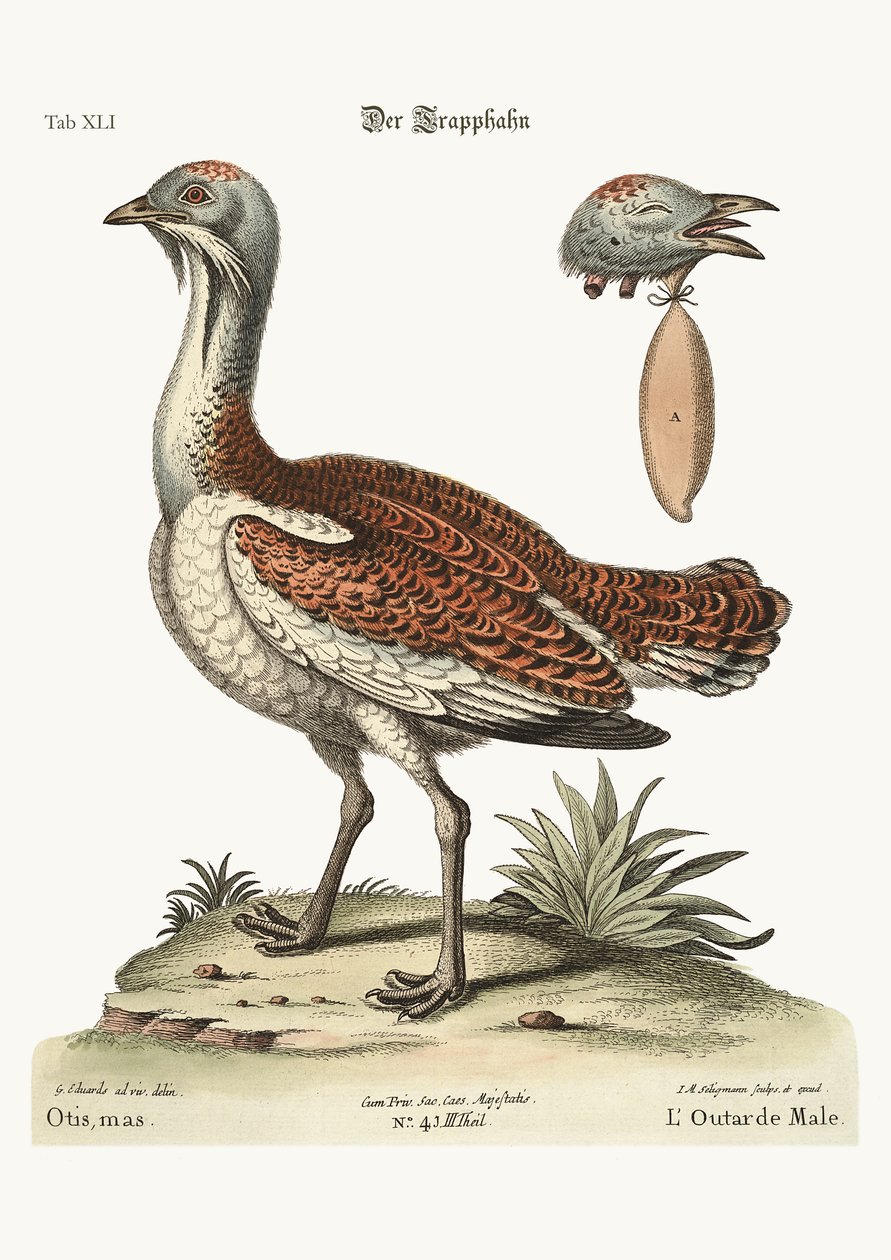 Il gallo bustardo, 1749-73 da George Edwards