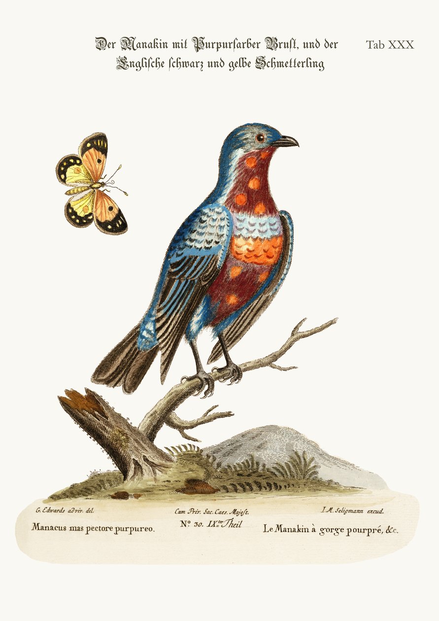 Il Manachino dal petto viola, 1749-73 da George Edwards