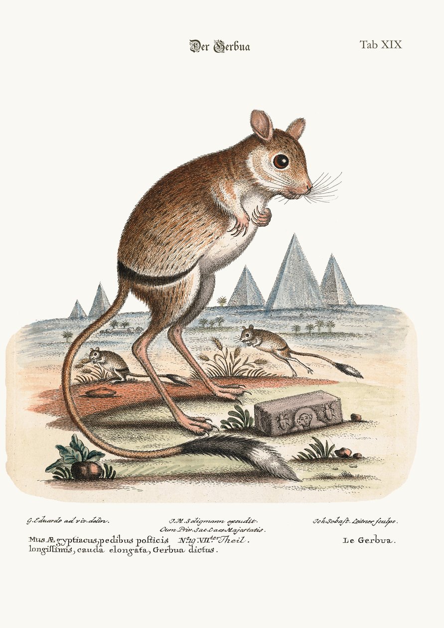 Il Gerbua, 1749-73 da George Edwards