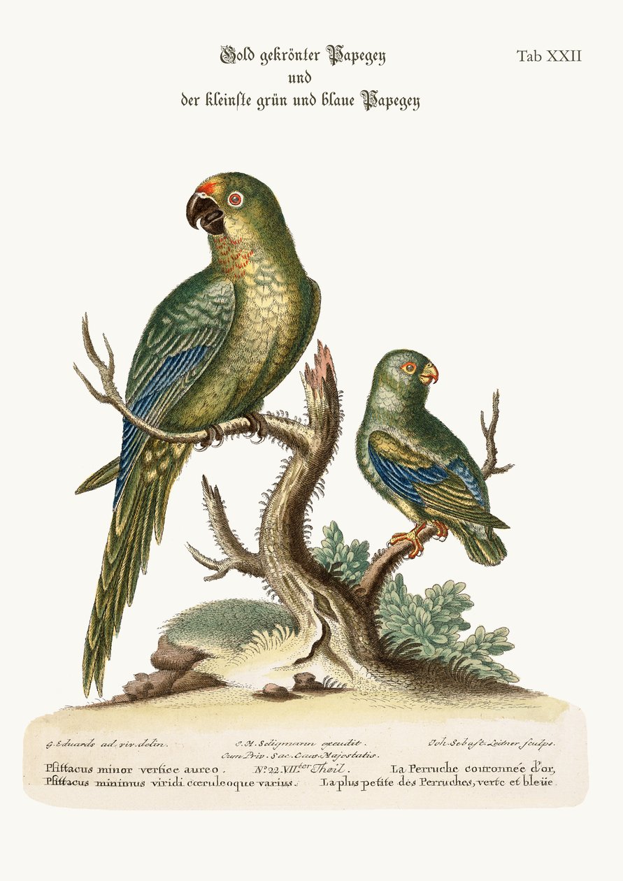 Il parrocchetto dalla corona dorata e il più piccolo parrocchetto verde e blu, 1749-73 da George Edwards