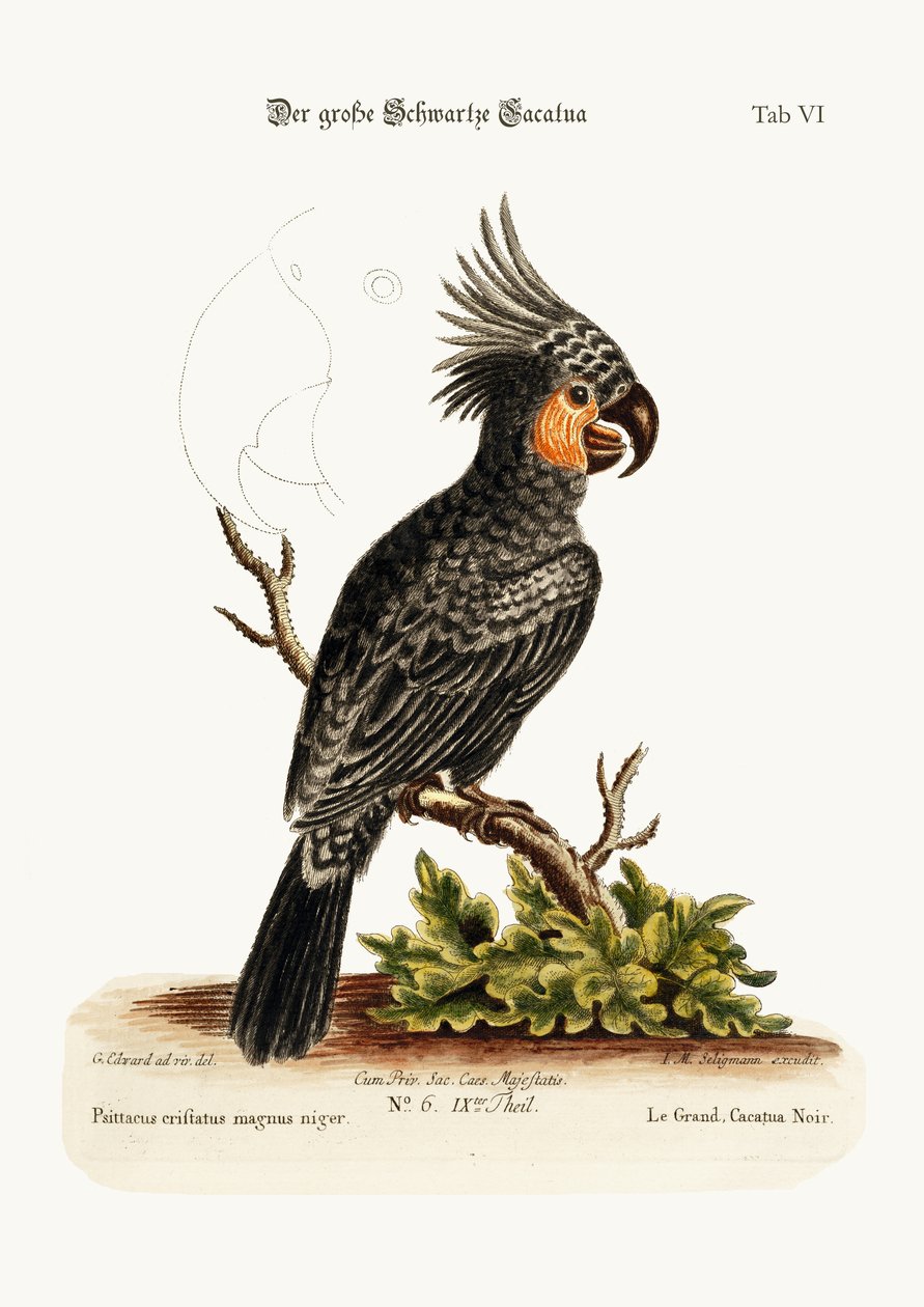 Il grande cacatua nero da George Edwards