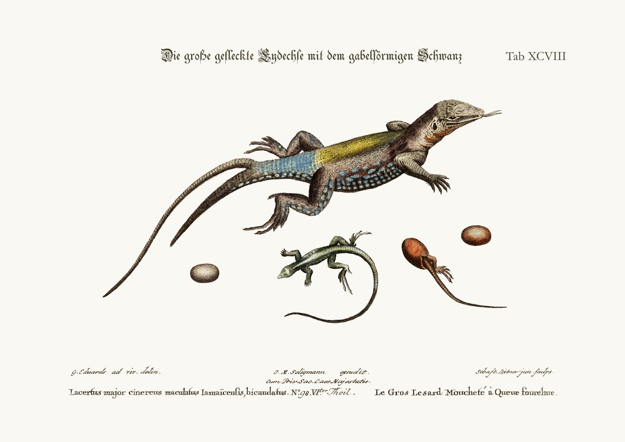 La grande lucertola maculata con coda biforcuta, 1749-73 da George Edwards