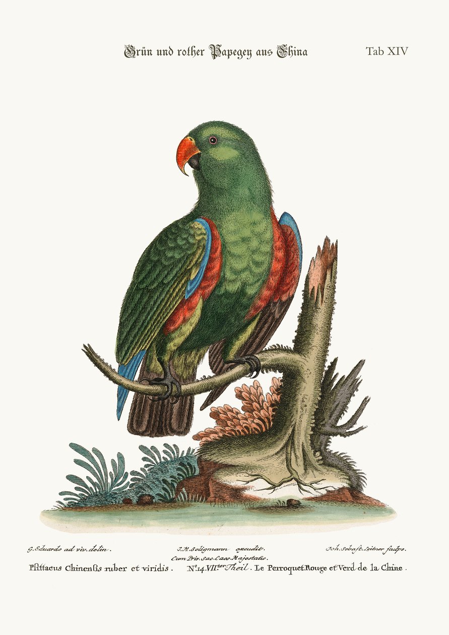 Il pappagallo verde e rosso dalla Cina, 1749-73 da George Edwards