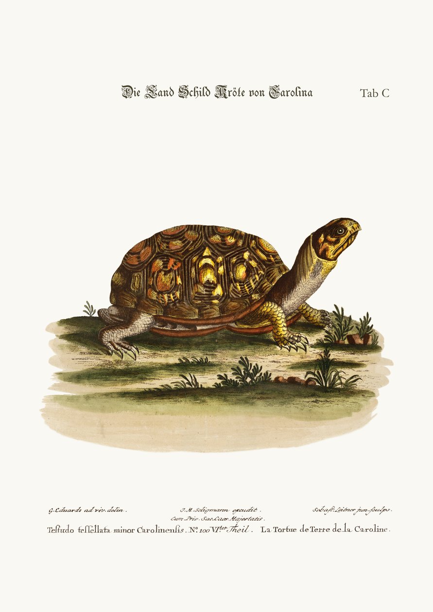 La tartaruga terrestre della Carolina, 1749-73 da George Edwards