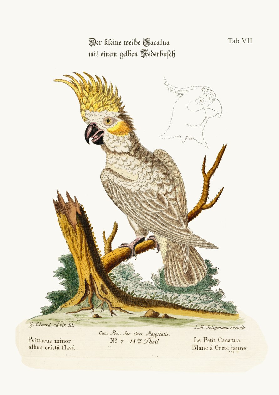 Il piccolo cacatua bianco con una cresta gialla, 1749-73 da George Edwards